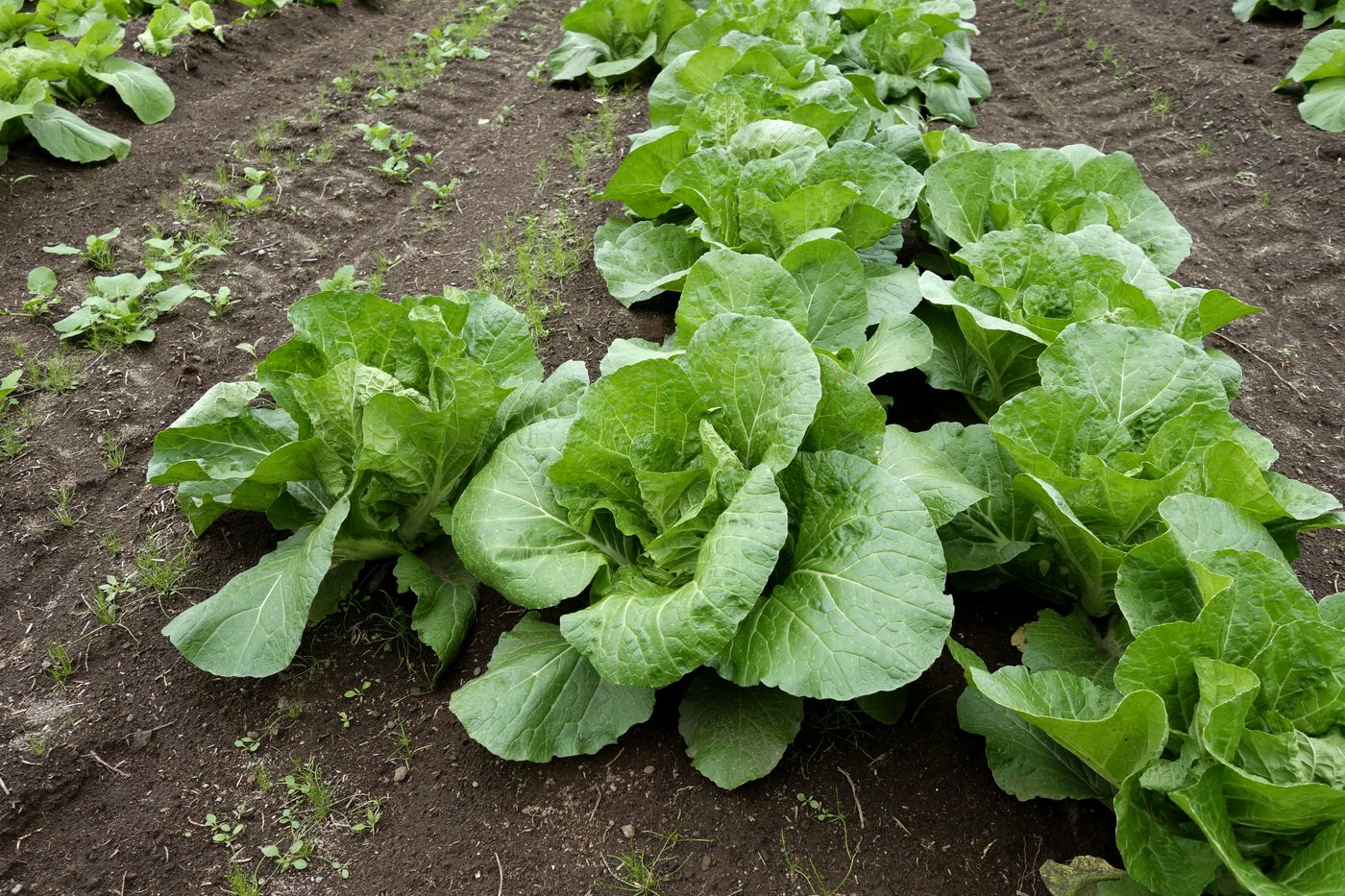 Изображение особи Brassica rapa ssp. pekinensis.