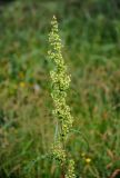 Rumex pseudonatronatus. Верхушка побега с соплодием. Хабаровский край, р-н им. Полины Осипенко, с. Бриакан, влажный луг с Carex на опушке смешанного леса. 17.07.2021.