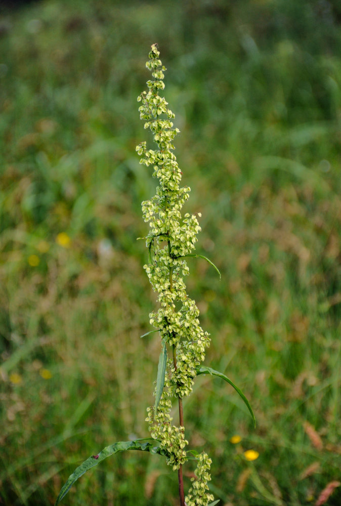 Изображение особи Rumex pseudonatronatus.