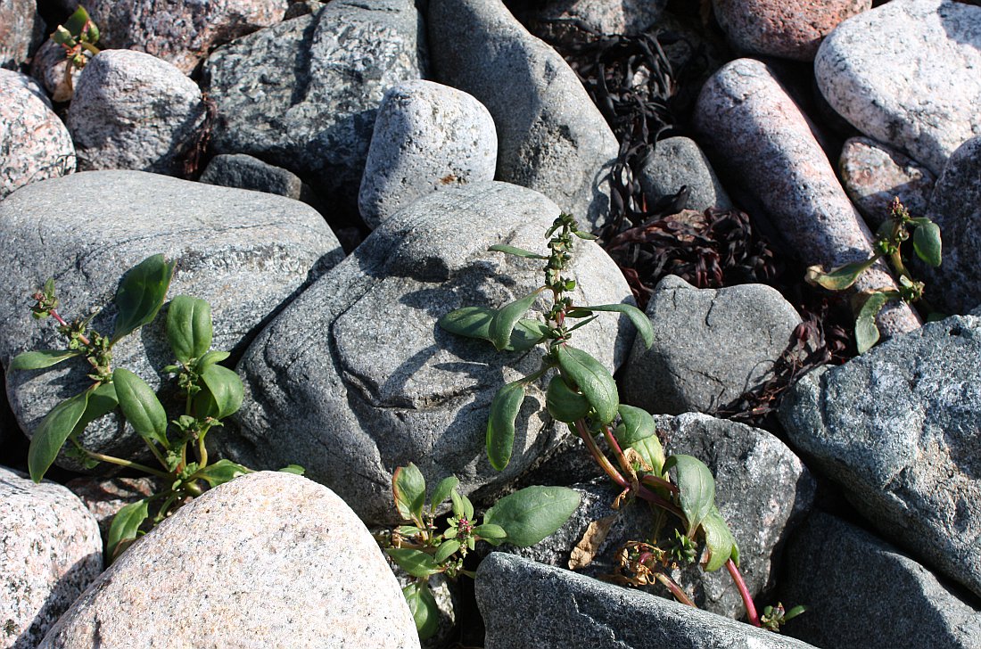 Image of Atriplex praecox specimen.