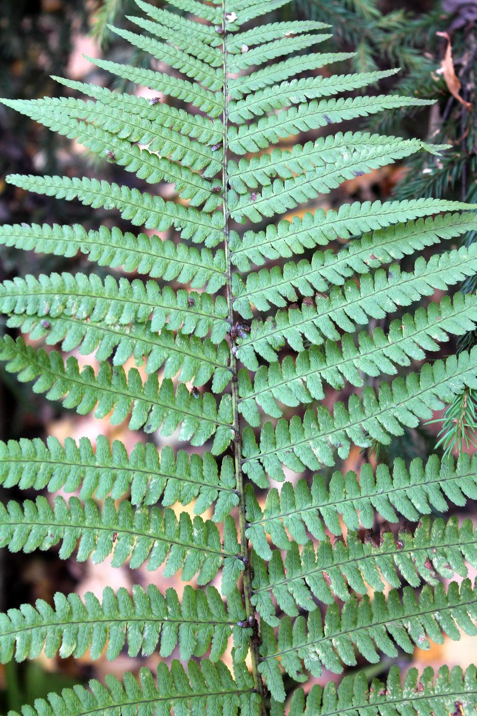 Изображение особи Dryopteris filix-mas.