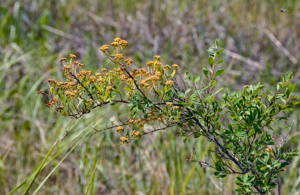 Изображение особи Spiraea crenata.