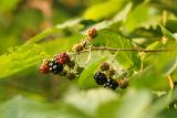 genus Rubus