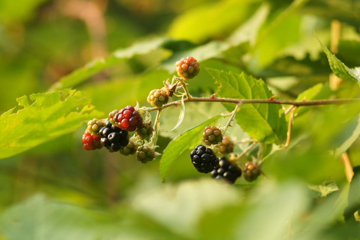 Изображение особи род Rubus.