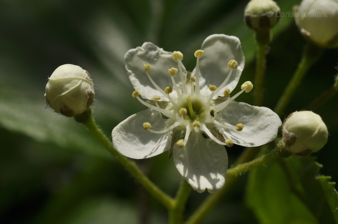 Изображение особи Sorbus alnifolia.