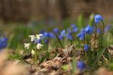 Scilla siberica