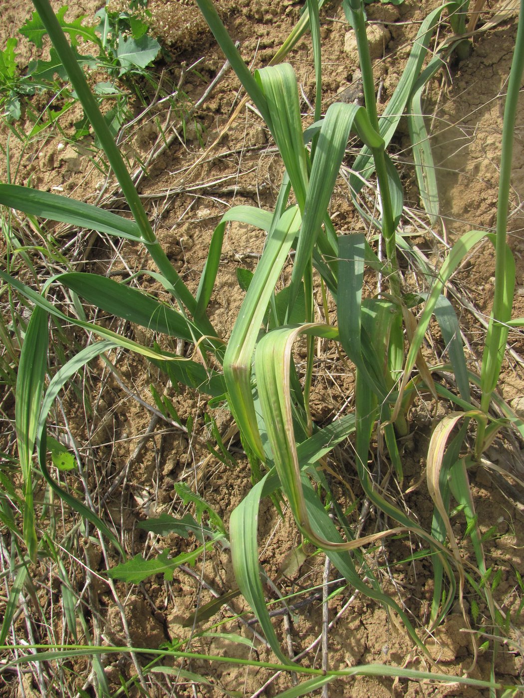 Image of Allium atroviolaceum specimen.