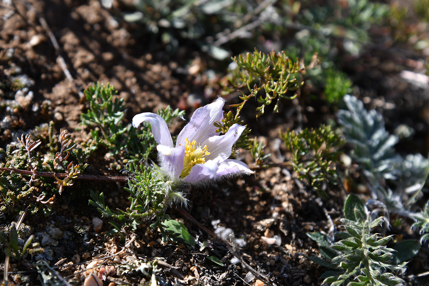 Image of Pulsatilla tenuiloba specimen.