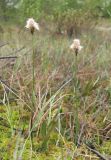 Eriophorum russeolum