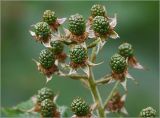 Rubus allegheniensis