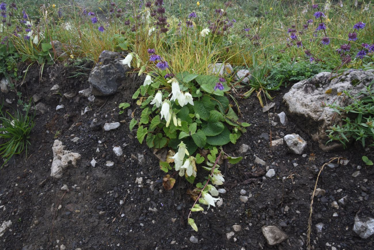 Image of Campanula alliariifolia specimen.