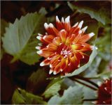 Dahlia &times; cultorum