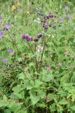 genus Arctium. Цветущее растение. Республика Ингушетия, Джейрахский р-н, окр. ур. Кязи, выс. 1750 м н.у.м, луг. 22 июля 2022 г.