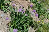 Allium platyspathum. Цветущее растение. Киргизия, Ошская обл., Памир, Заалайский хр., долина р. Ачик-Таш, ≈ 3600 м н.у.м., альпийский луг, осыпающийся каменистый участок. 03.07.2022.