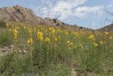 Asphodeline lutea