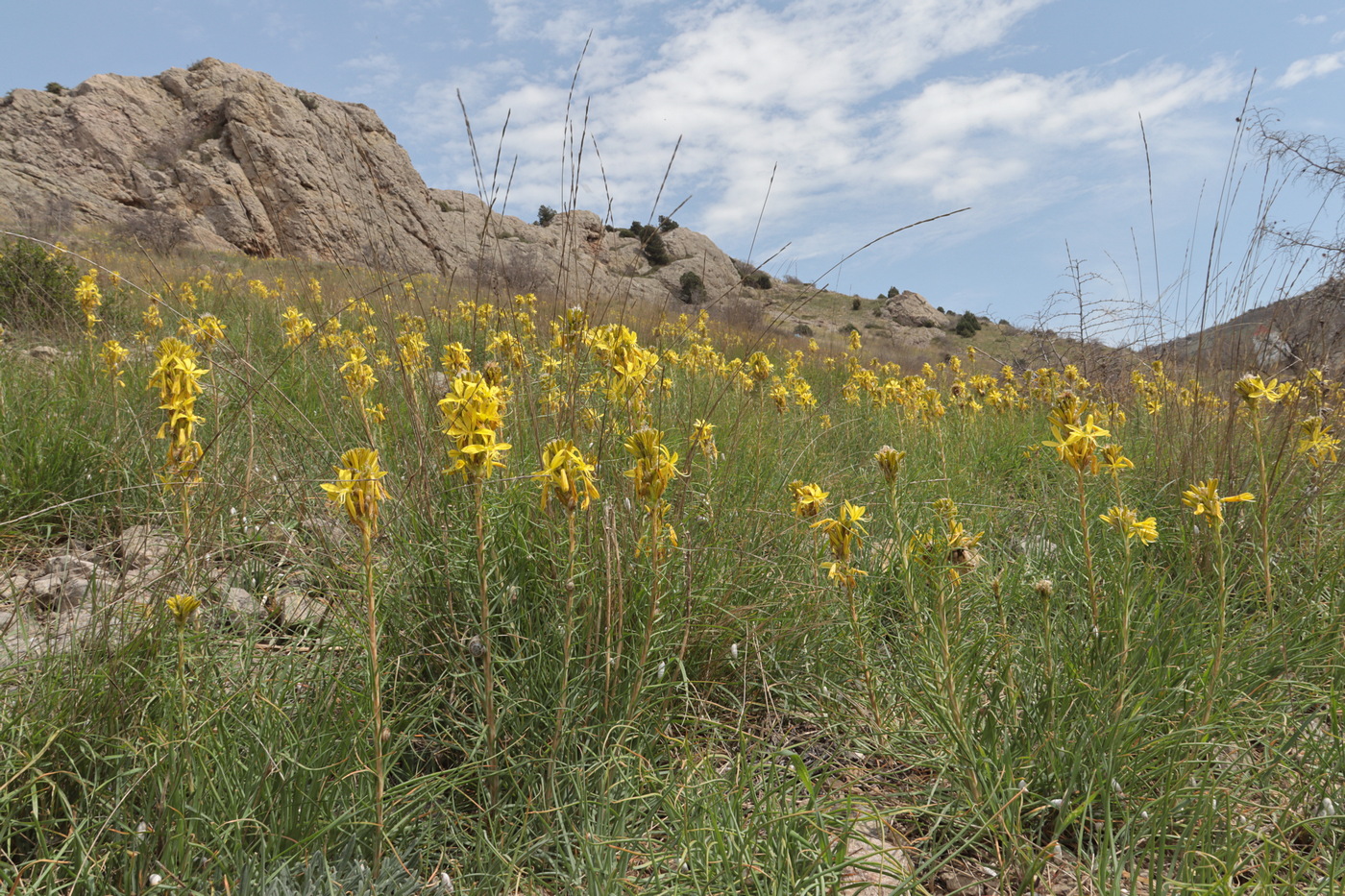 Изображение особи Asphodeline lutea.