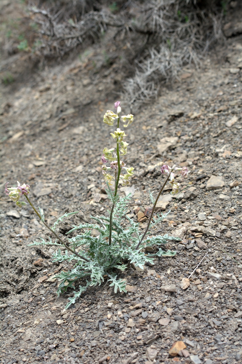 Image of Matthiola caspica specimen.