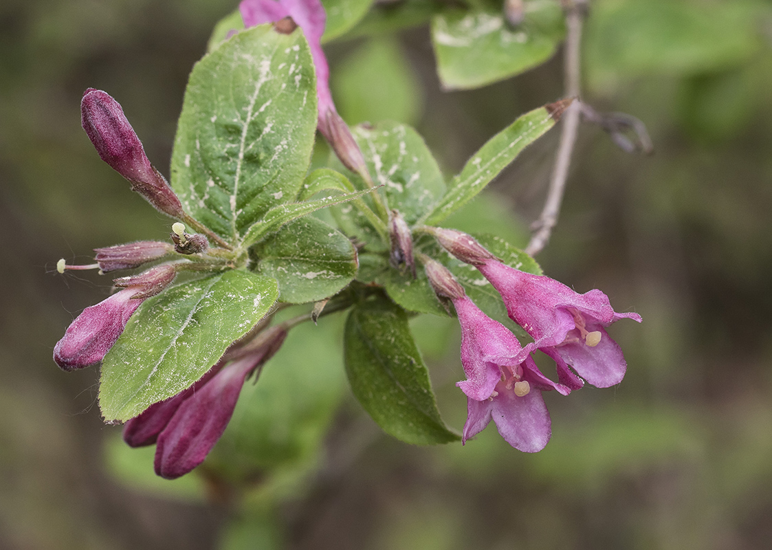 Изображение особи род Weigela.