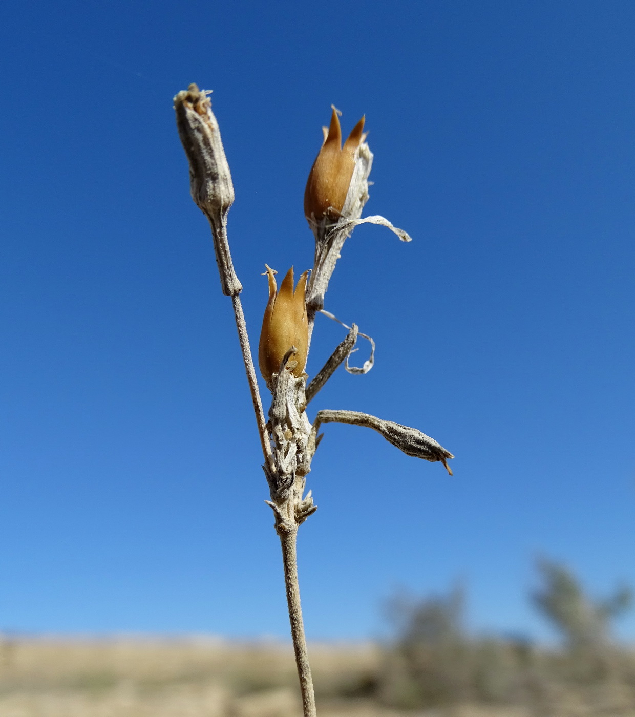 Изображение особи Silene fruticulosa.