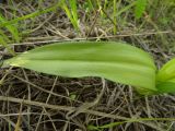 Dactylorhiza incarnata. Лист. Московская обл., ГО Подольск, мкр-н Климовск, обочина дороги. 07.06.2023.