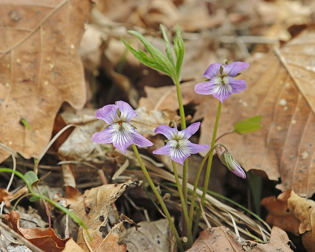 Image of Viola dactyloides specimen.
