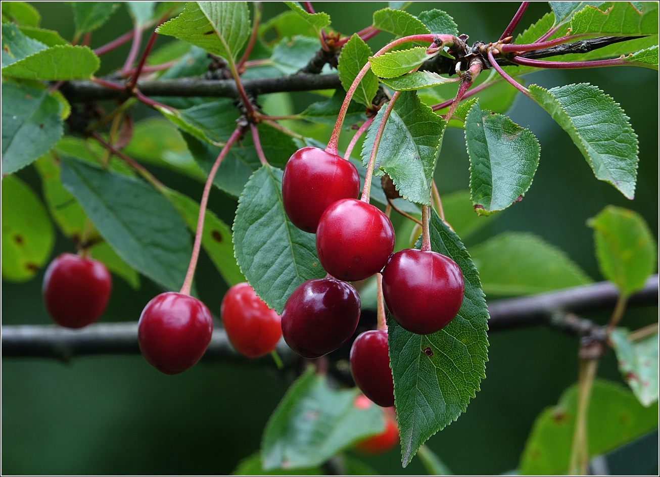 Изображение особи Cerasus vulgaris.