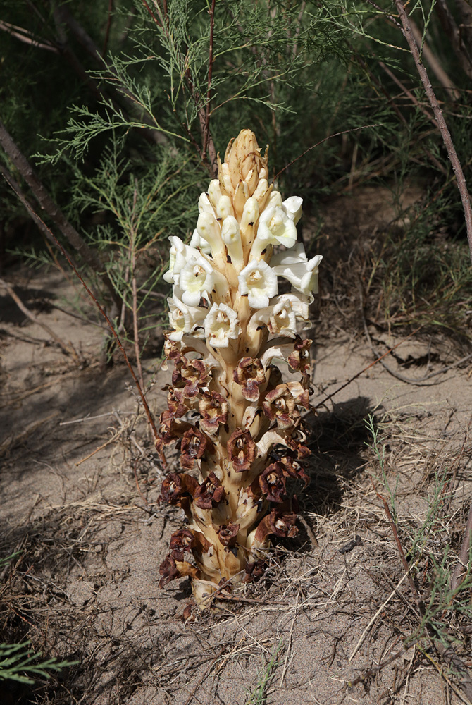 Image of Cistanche mongolica specimen.