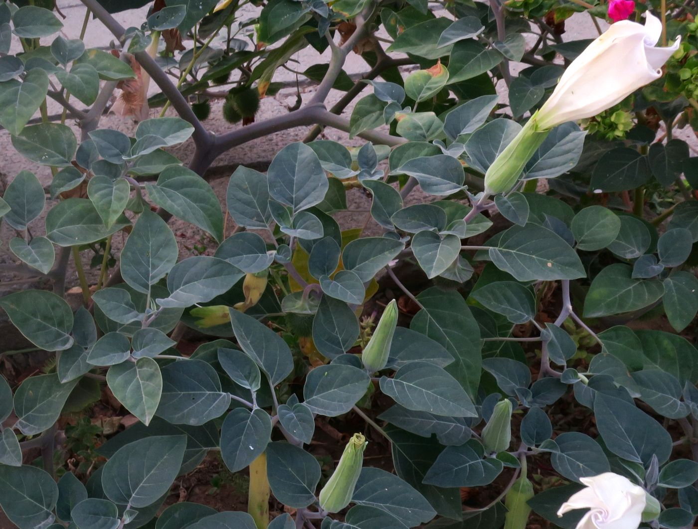 Image of Datura innoxia specimen.