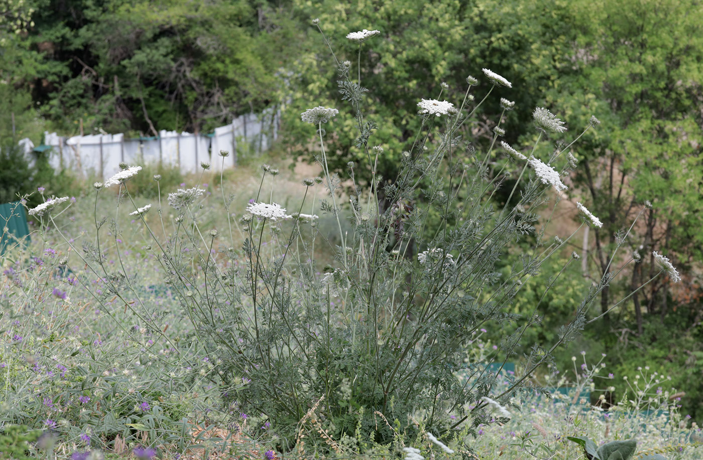 Изображение особи Daucus carota.