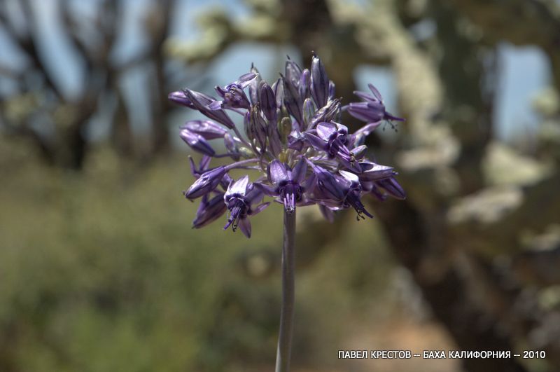 Image of Triteleiopsis palmeri specimen.