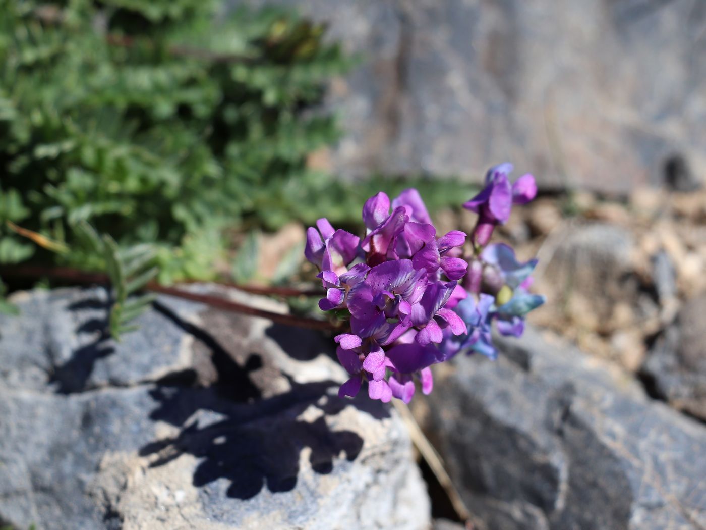 Image of Oxytropis lapponica specimen.