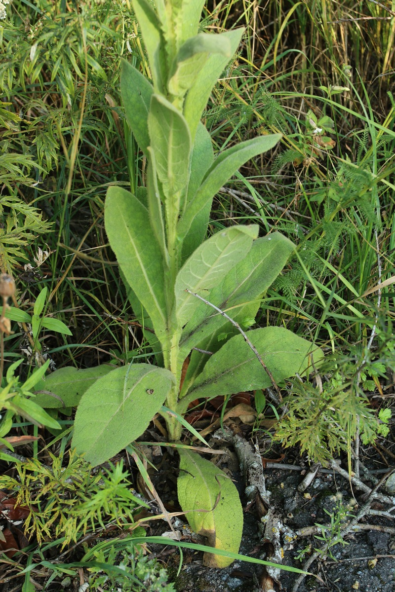 Image of Verbascum thapsus specimen.