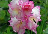 Gladiolus &times; gandavensis