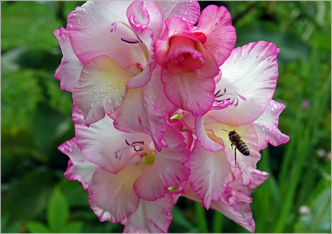 Изображение особи Gladiolus &times; gandavensis.