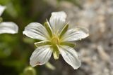 Minuartia imbricata