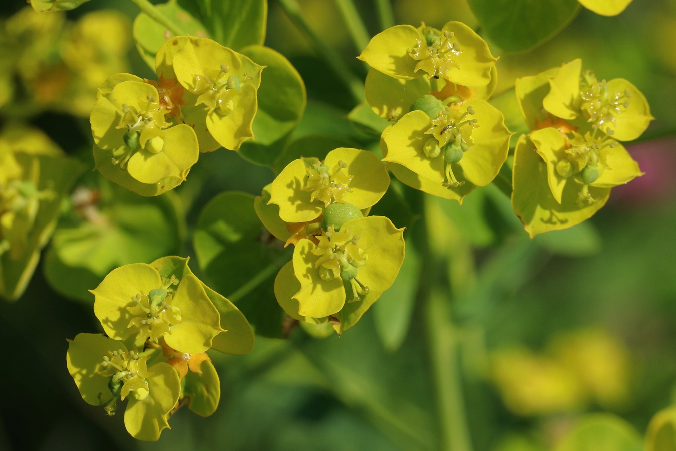 Изображение особи Euphorbia virgata.