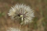 Hypochaeris radicata. Соплодие (часть плодов-семянок удалена). Беларусь, Витебская обл., южн. окр. пос. Езерище, выкашиваемый суходольный луг. 19.06.2023.