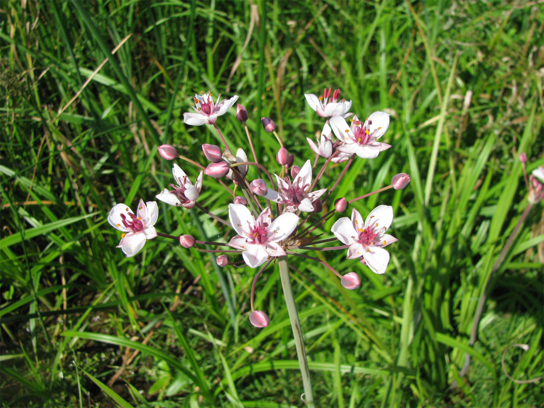 Изображение особи Butomus umbellatus.