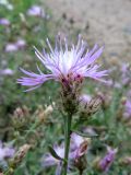 Centaurea diffusa