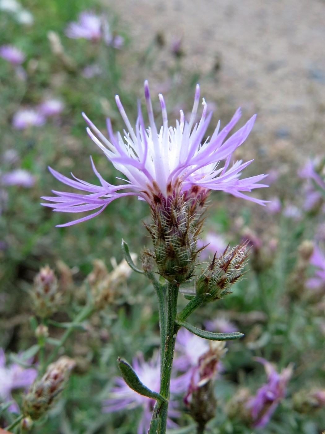 Изображение особи Centaurea diffusa.