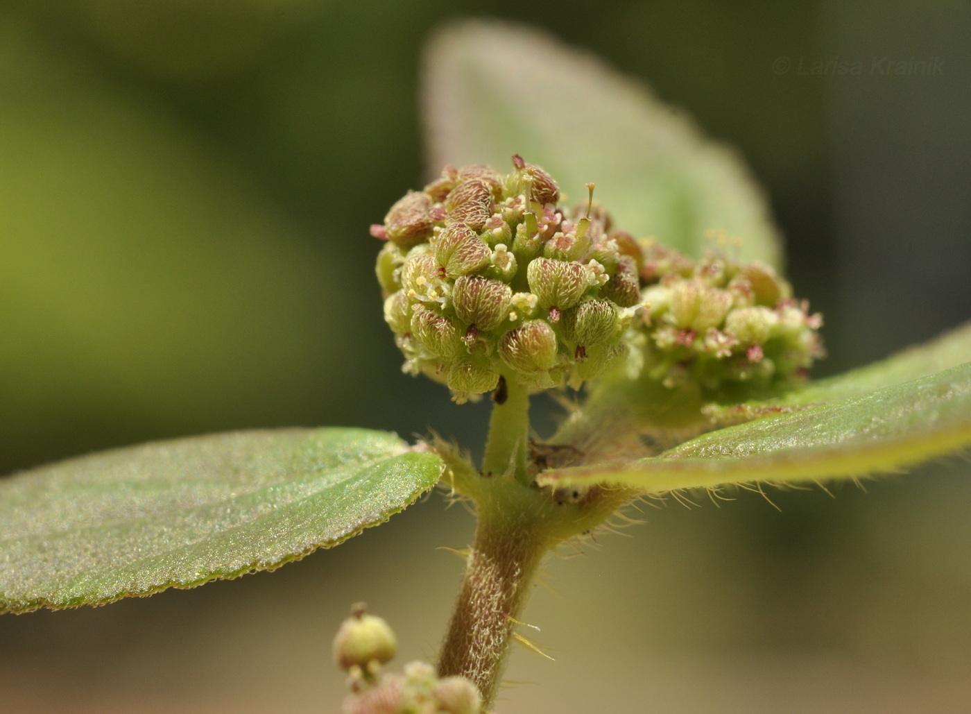 Изображение особи Euphorbia hirta.