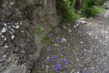 Campanula hohenackeri. Цветущее растение. Чечня, Шаройский р-н, бассейн р. Цесиахк, окр. дома Мухтара, нижняя часть долины левого притока, на скале. 11 августа 2023 г.