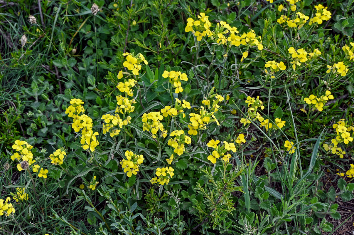 Image of Erysimum substrigosum specimen.