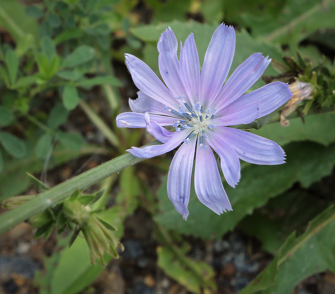 Изображение особи Cichorium intybus.