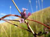 Cuscuta lehmanniana. Часть побега с соцветием. Казахстан, Туркестанская обл., Сырдарья-Туркестанский государственный региональный природный парк, Боралдайский филиал, ≈ 1200 м н.у.м., небольшая ложбина, заросли Rubus caesius. 07.07.2019.