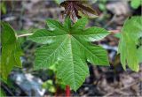 Ricinus communis. Лист. Московская обл., Раменский р-н, окр. дер. Хрипань, садовый участок. 12.06.2023.