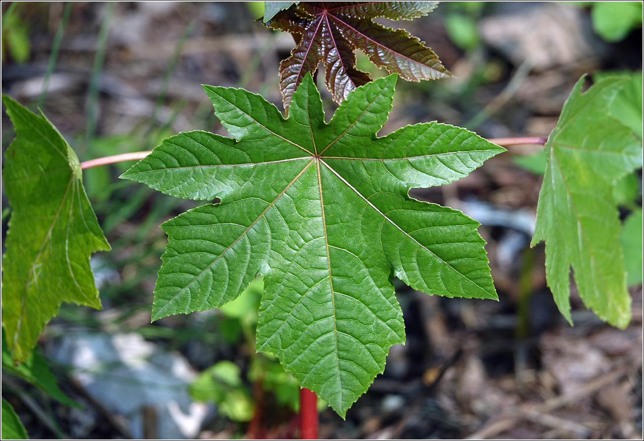 Изображение особи Ricinus communis.