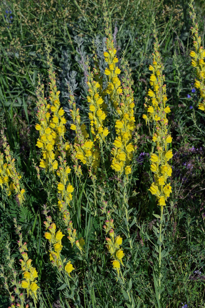 Image of Linaria grandiflora specimen.