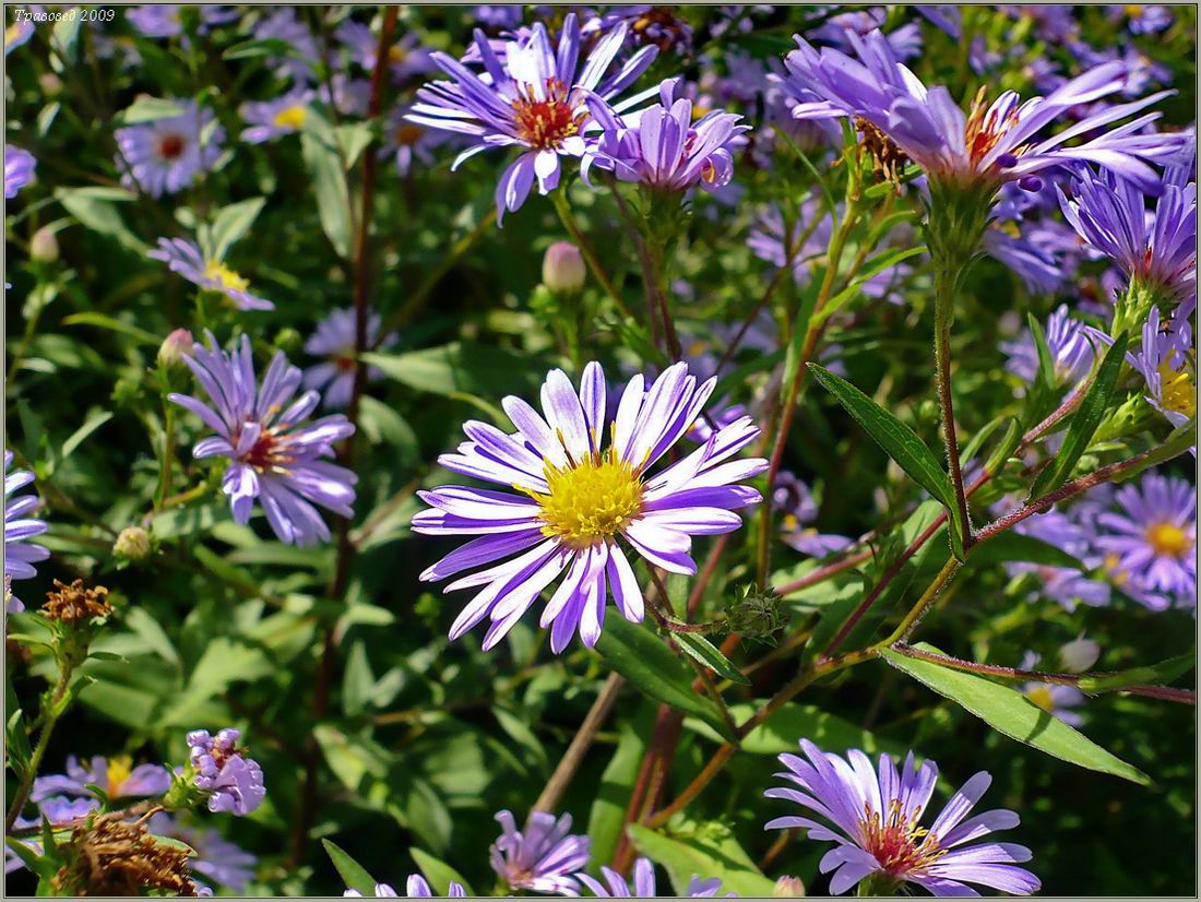 Image of Symphyotrichum novi-belgii specimen.