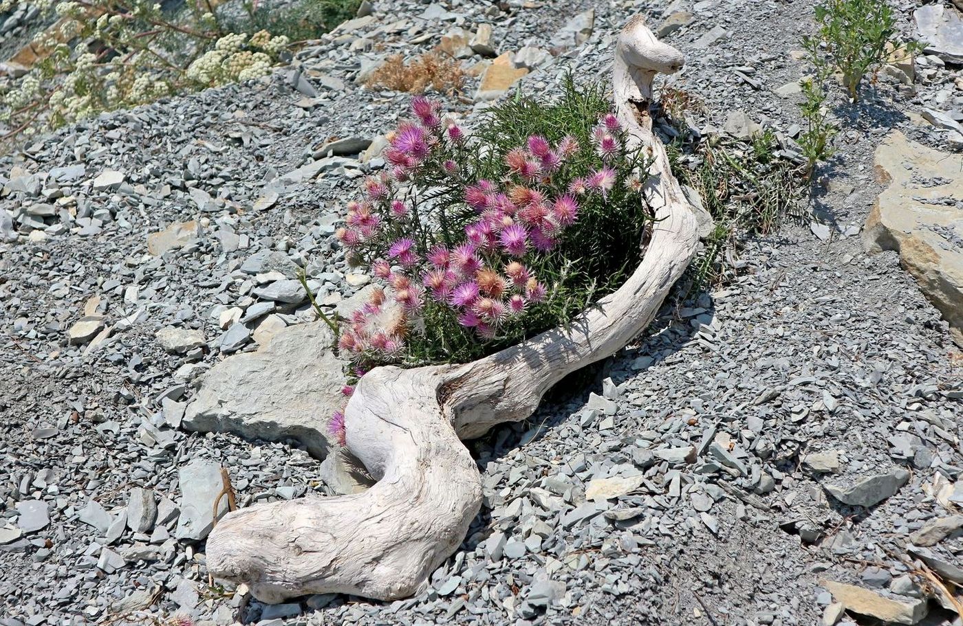 Image of Lamyra echinocephala specimen.